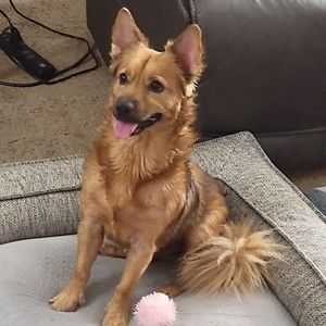 Meet your Posher, Alex